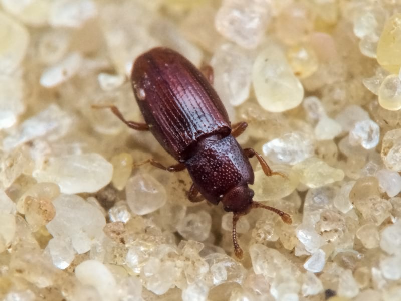 Cerylon ferrugineum Stephens, 1830